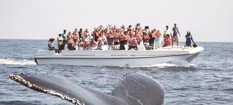 Avistamento de baleias em Samaná + Playa Rincón