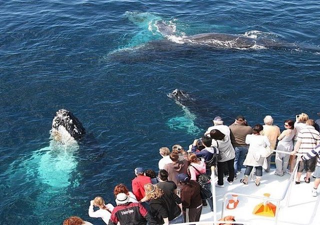 Avistamento de baleias em Samaná saindo de Punta Cana