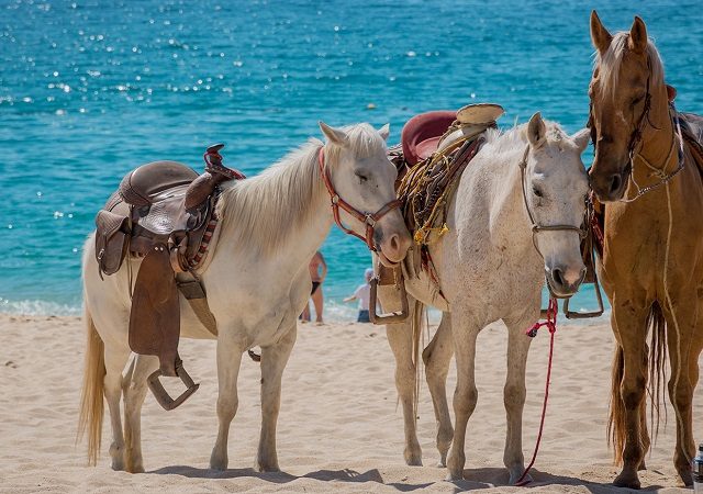 Passeio a cavalo pela praia Macao em Punta Cana