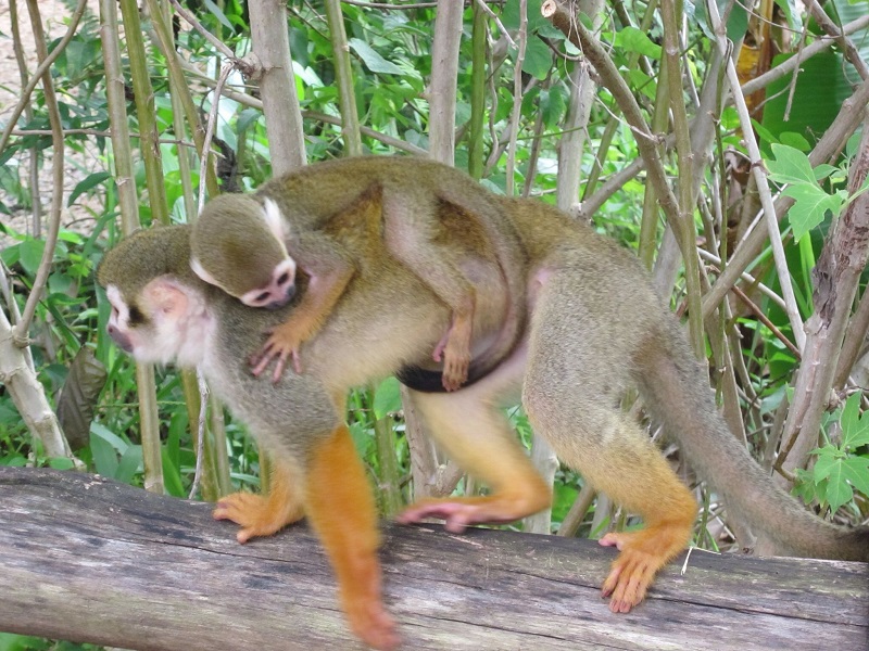 Macacos na Monkeyland 
